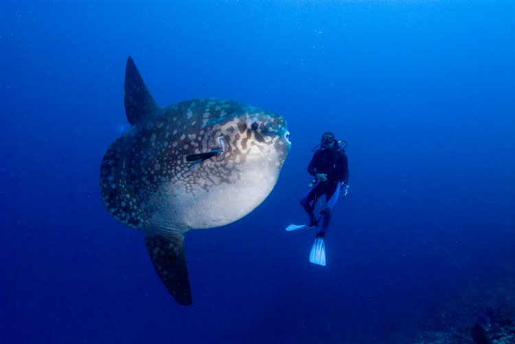 Giant Sunfish (Mola Mola) & Bali DM Madi
