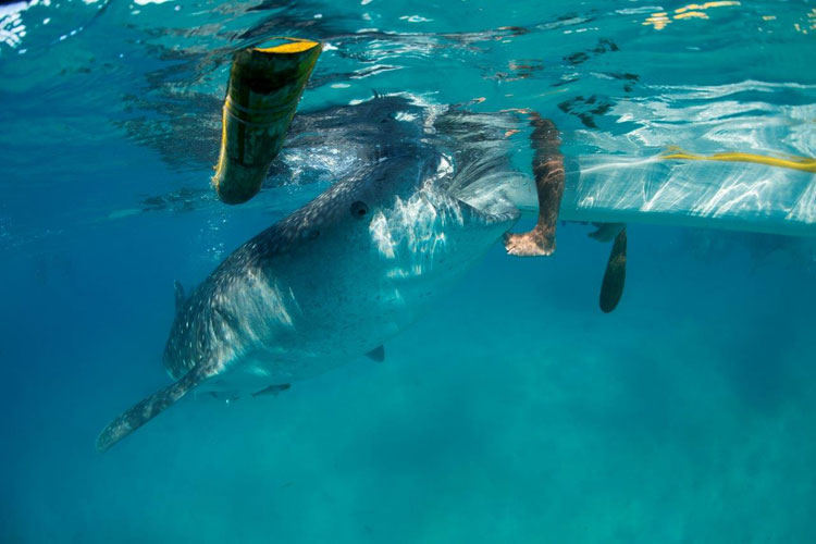 Feeding Whale Sharks in the Philippines