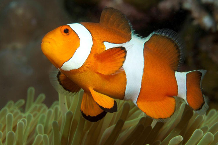 Nemo the Clownfish