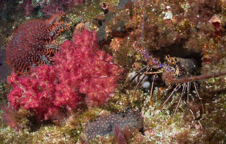 Painted Crayfish in a Coral Garden