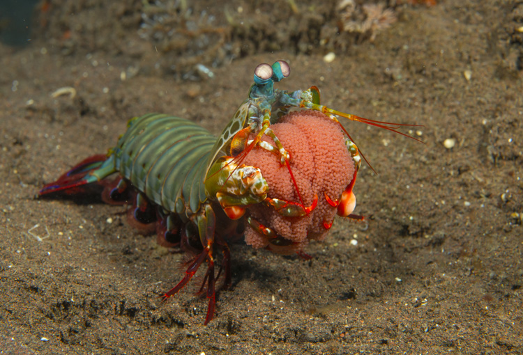 Mantis Shrimp with Eggs