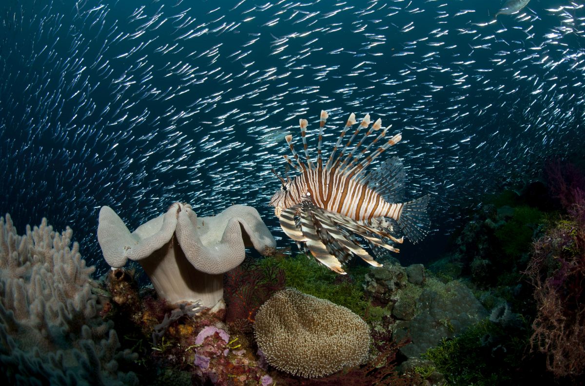 Lionfish patrolling Wakatobi Reefs
