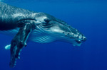 Tonga Humpback Whales