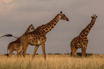 Africa Wildlife Safari - Kenya
