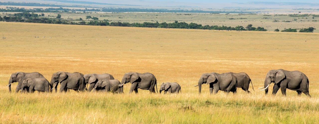 Elephants crossing Mara Plains KD1_4303