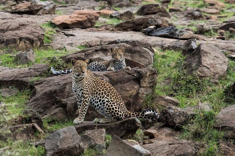 Lions are not the only big cats encountered in the Mara, the sleek cheetah and stealthy leopard are a real highlight. Although encounters with leopard are rare and considered the jewel in the crown of wildlife encounters, we have always been able to find one or two on our safaris. However on this occasion, we got the rarest encounter in them all, a mother with her very young cub and another leopard with two cubs.